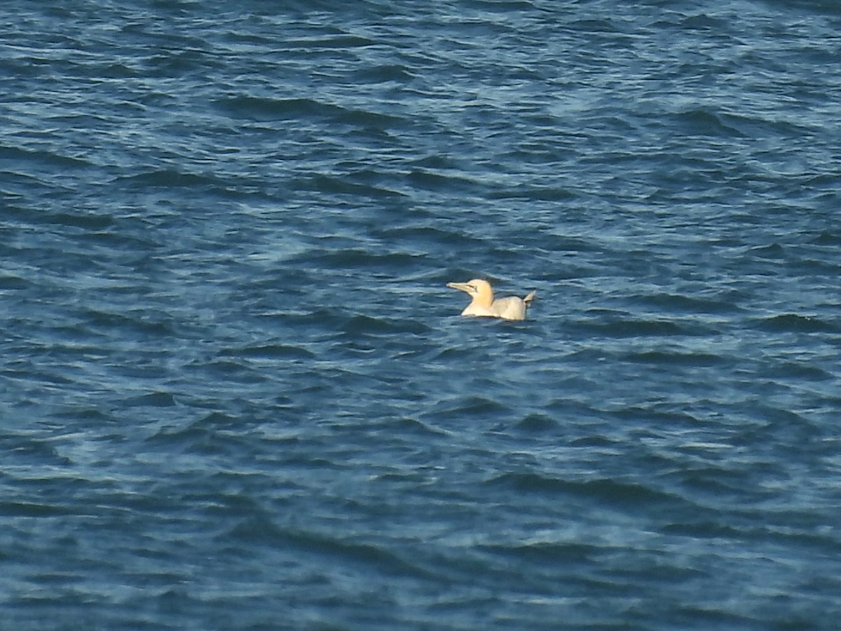 Northern Gannet - ML644778302