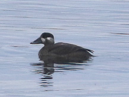 קטיפנית משברים - ML644778304