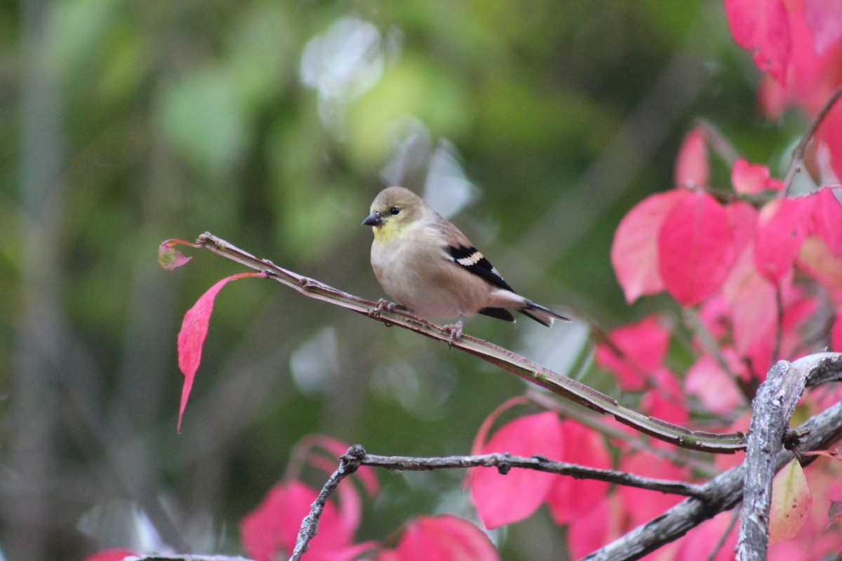 オウゴンヒワ - ML644778307