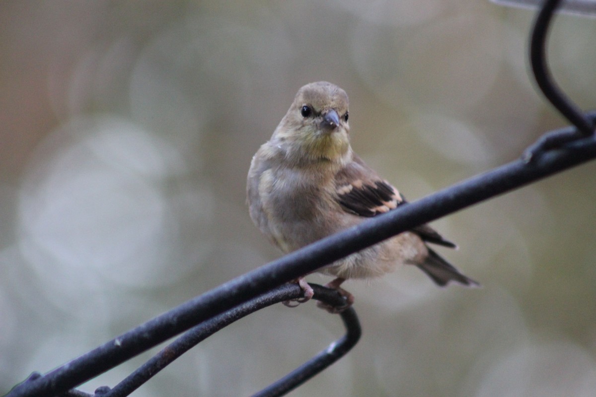 オウゴンヒワ - ML644778308