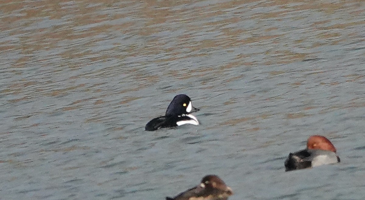 Barrow's Goldeneye - ML644778313