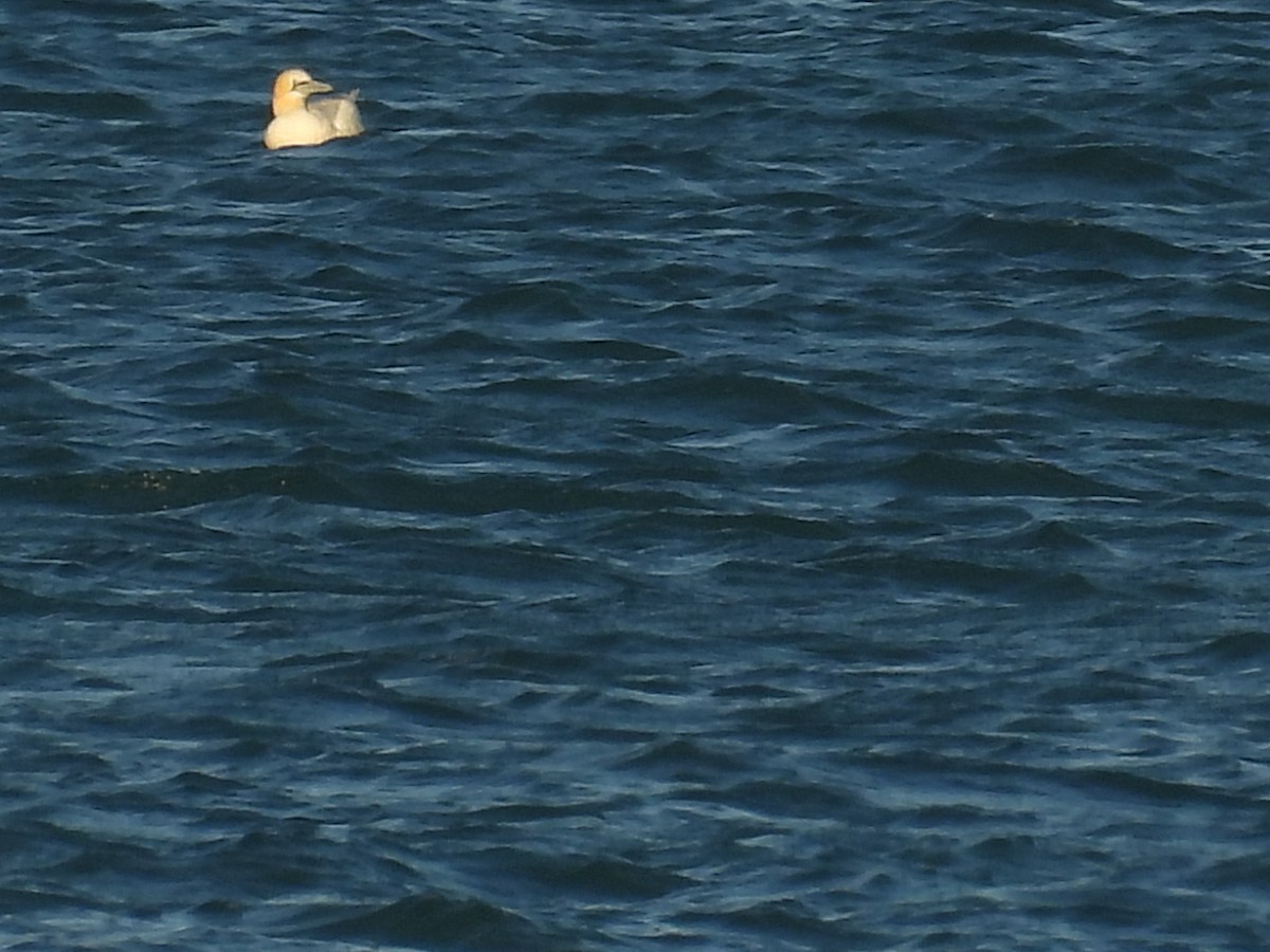 Northern Gannet - ML644778316