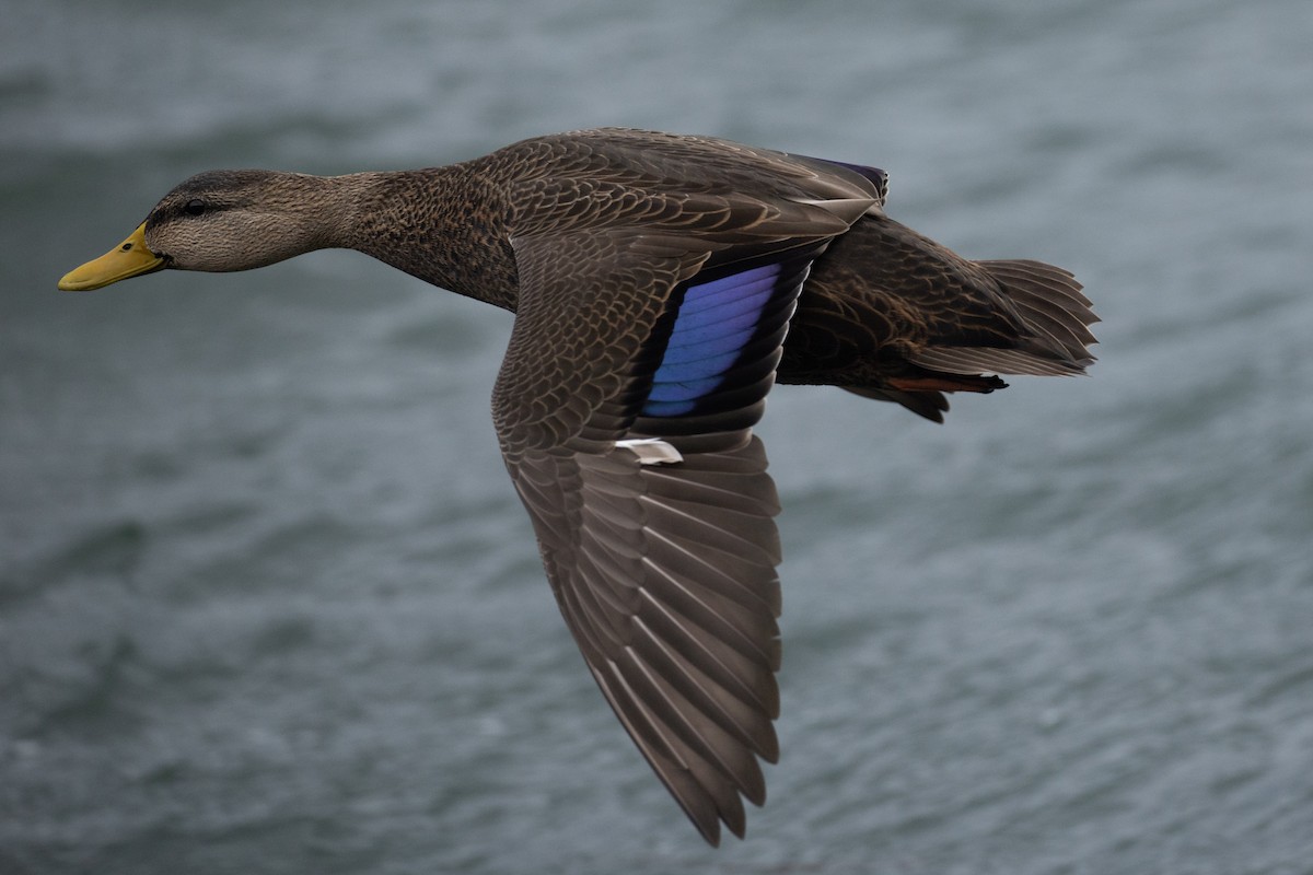 American Black Duck - ML644778318