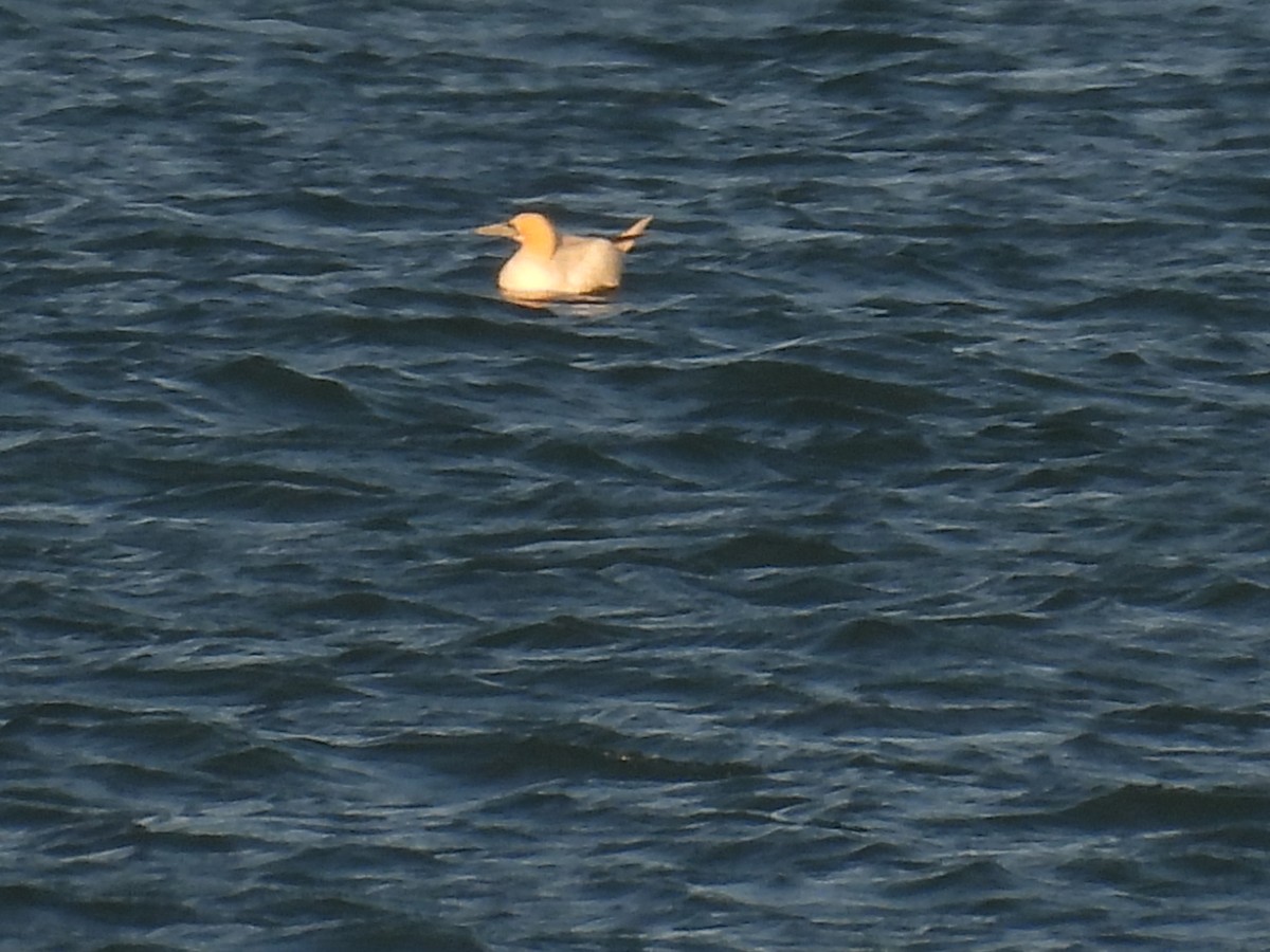 Northern Gannet - ML644778325