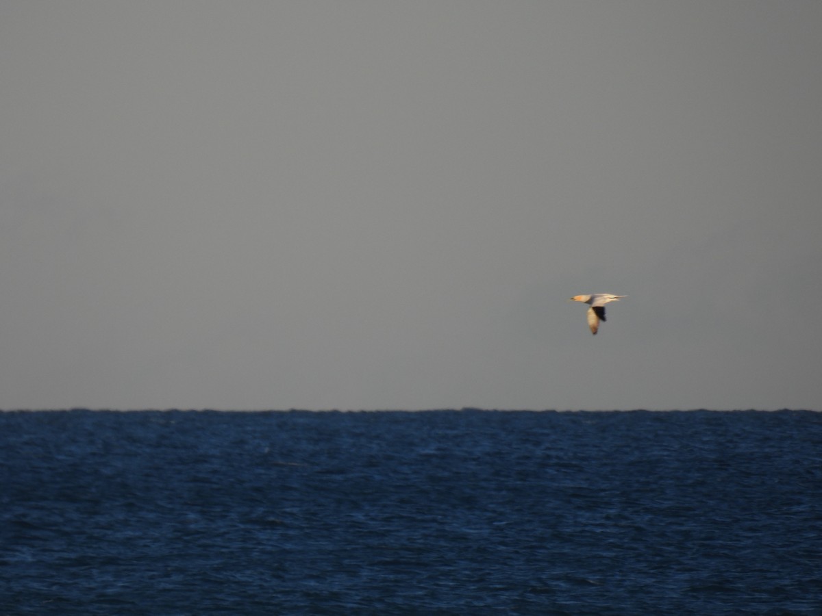 Northern Gannet - ML644778330