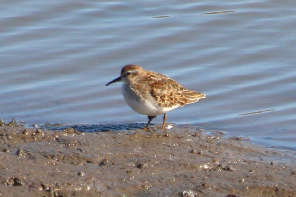 Least Sandpiper - ML644778333