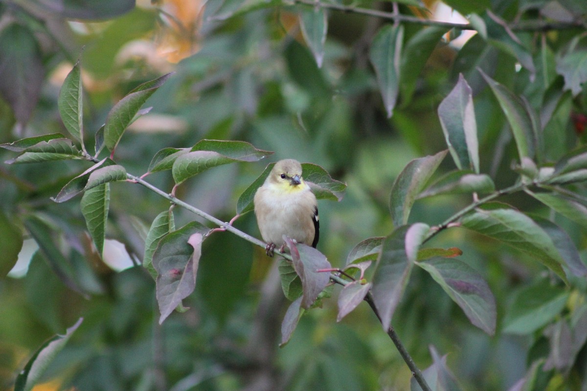 オウゴンヒワ - ML644778335