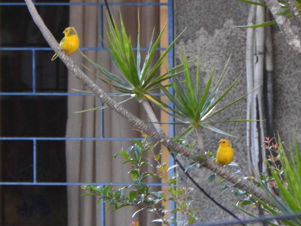 Saffron Finch - ML644778345