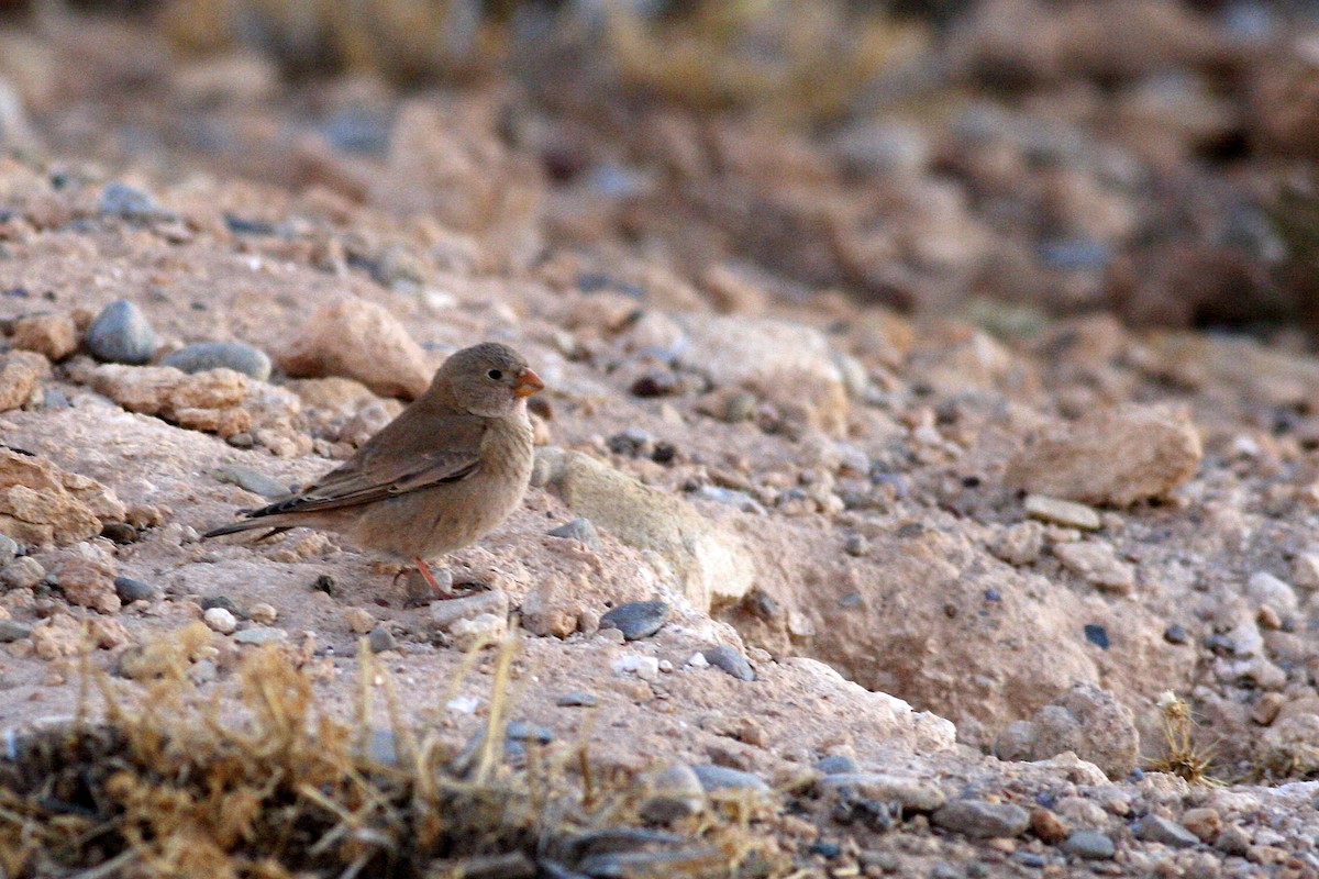 Trumpeter Finch - ML644778346