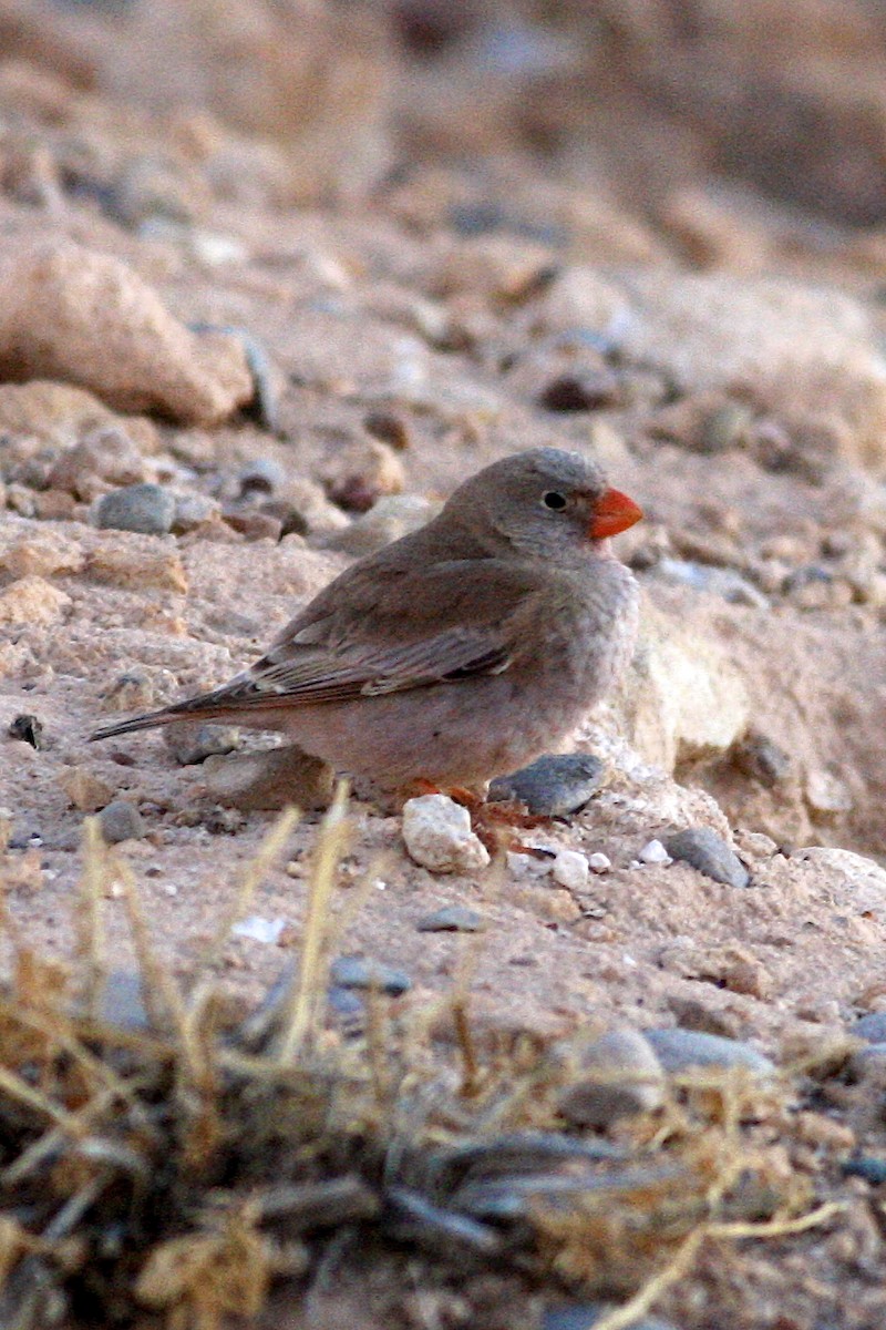 Trumpeter Finch - ML644778347