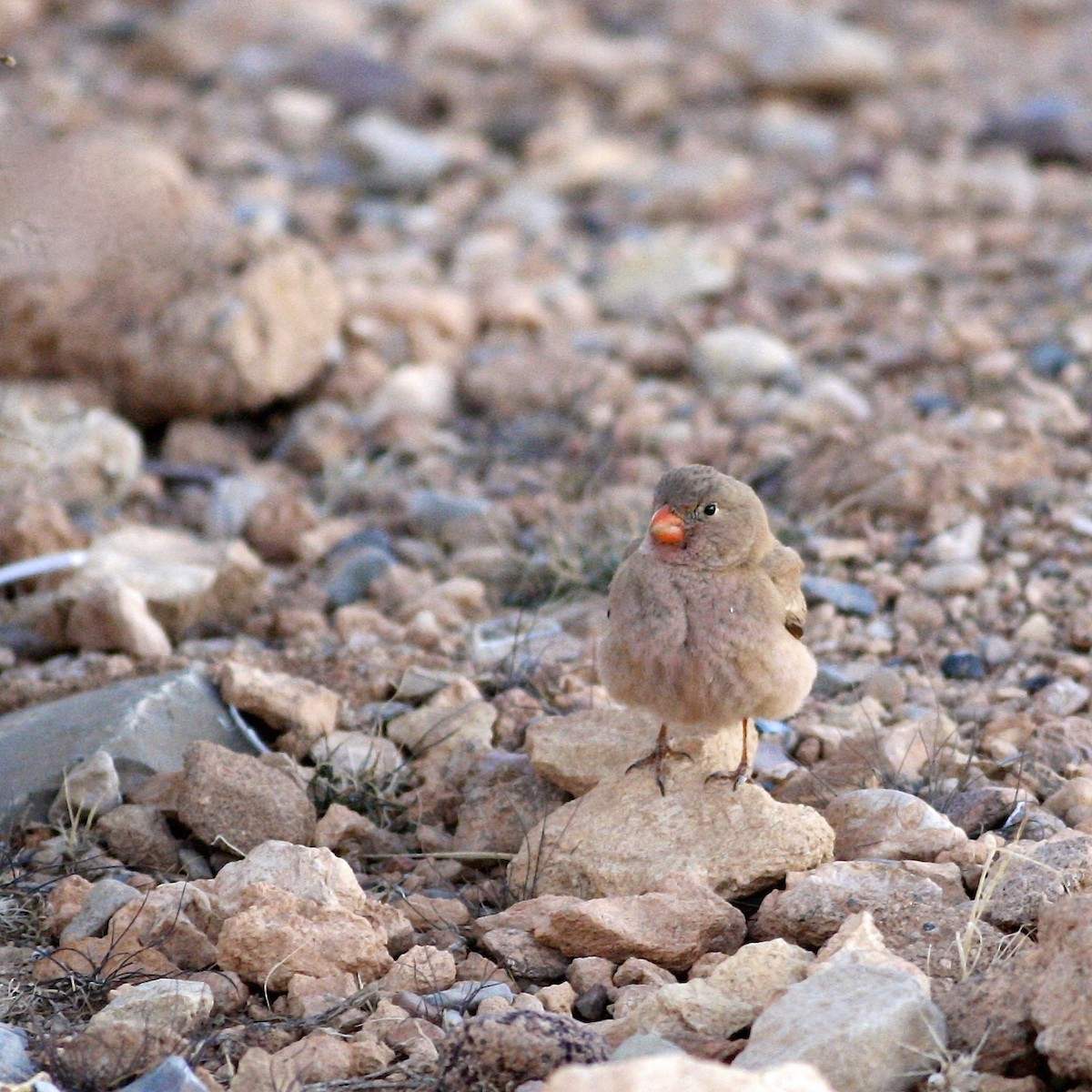 Trumpeter Finch - ML644778348