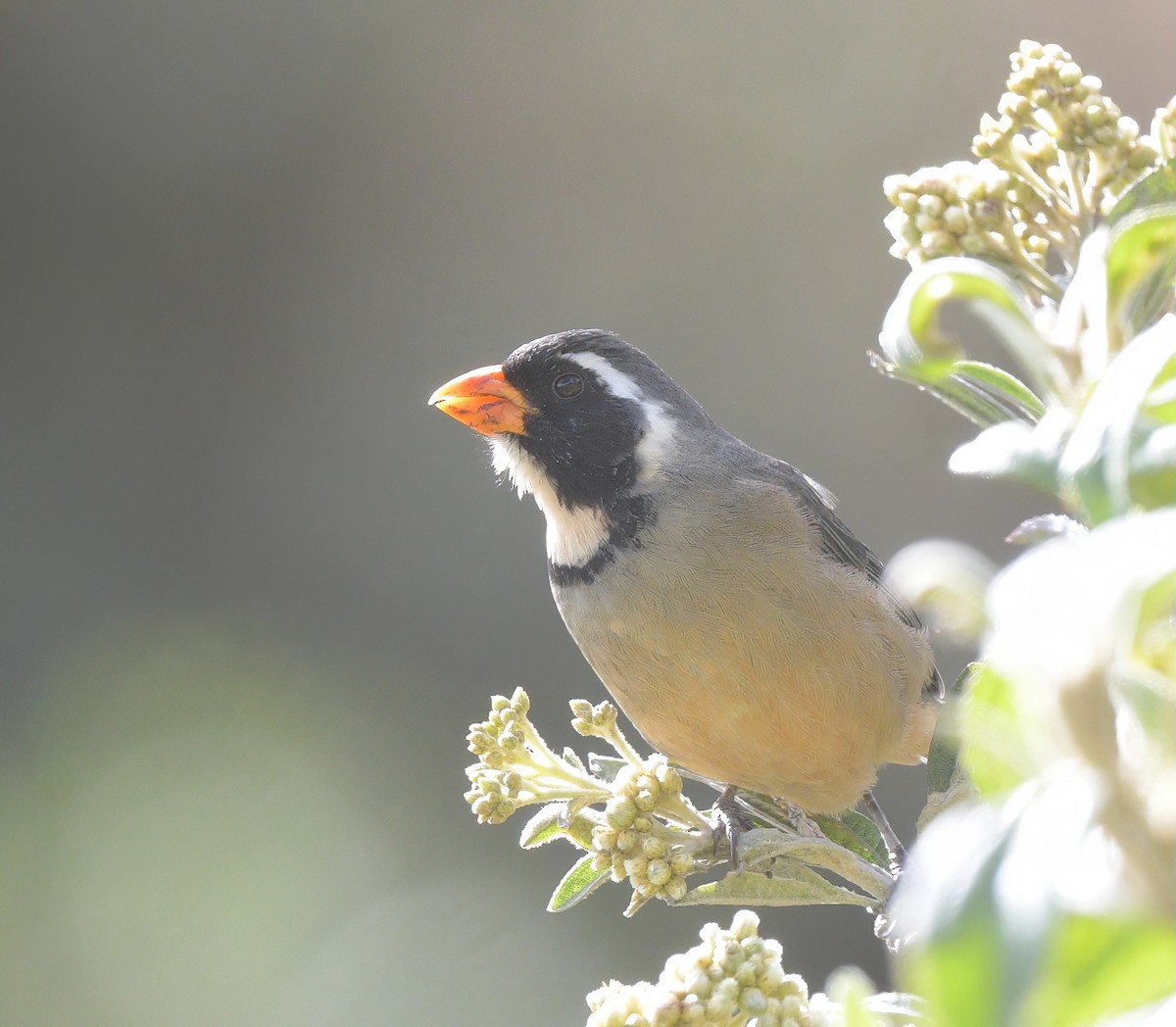 Golden-billed Saltator - ML644778349