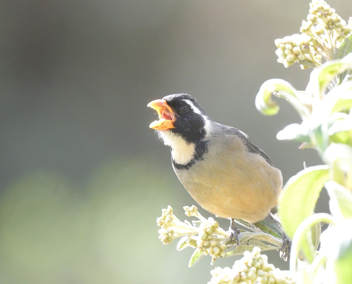 Golden-billed Saltator - ML644778350
