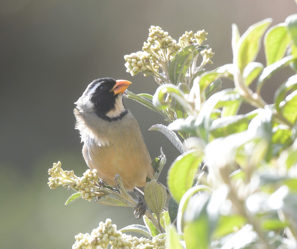 Golden-billed Saltator - ML644778351