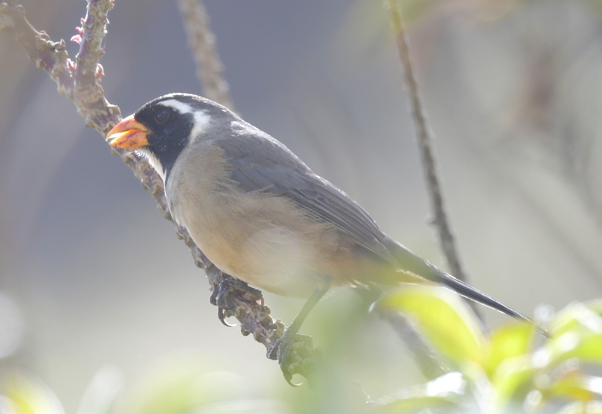 oransjenebbsaltator - ML644778352