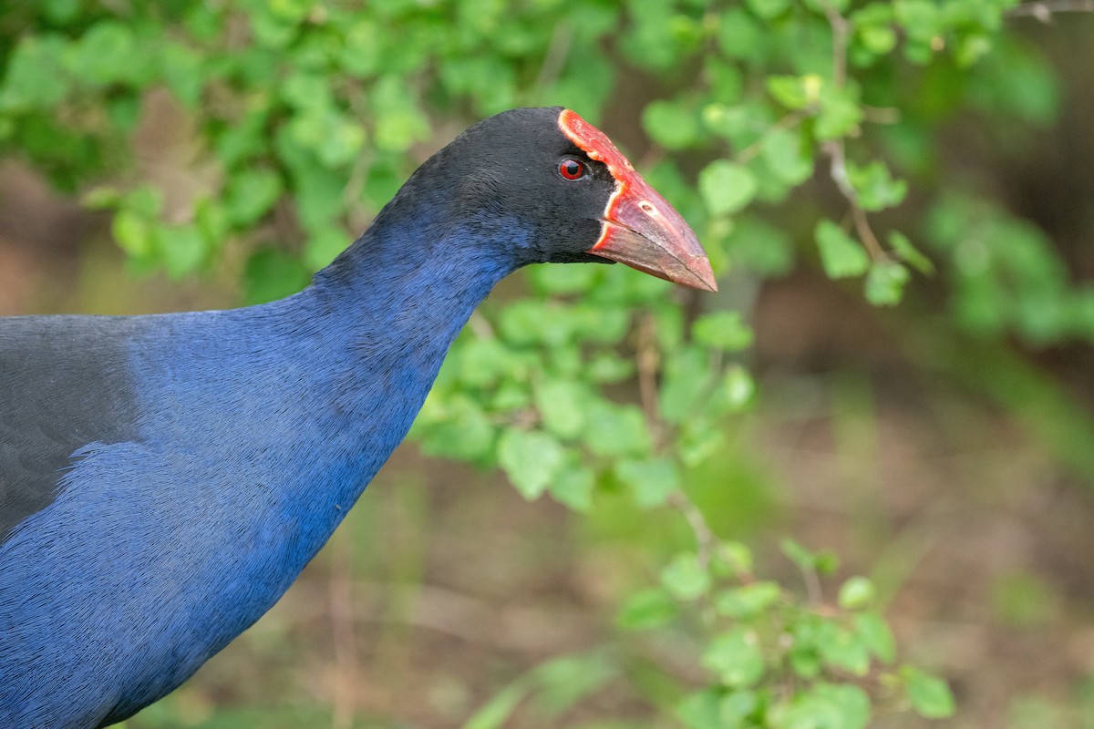 Australasian Swamphen - ML644778353