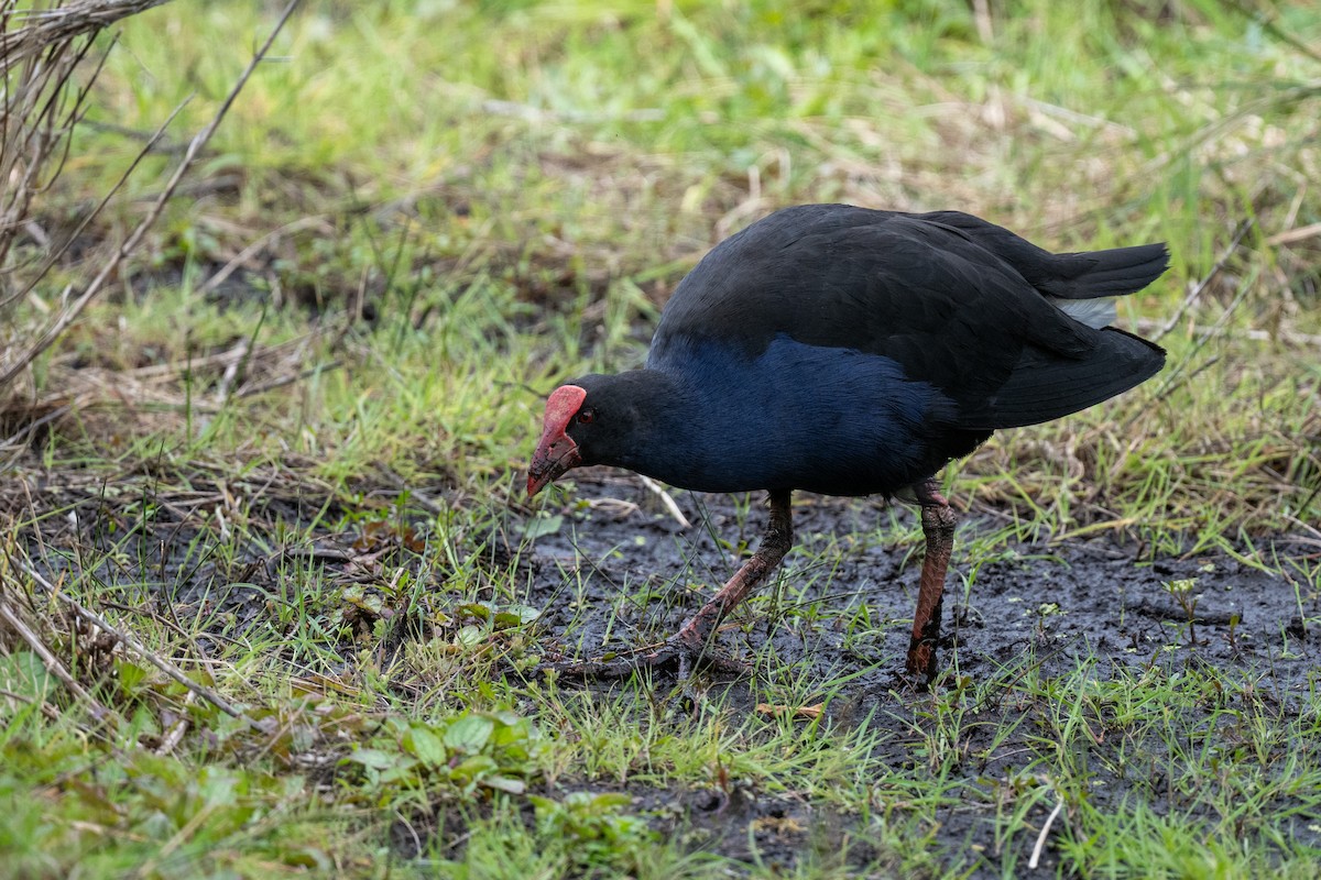Australasian Swamphen - ML644778355