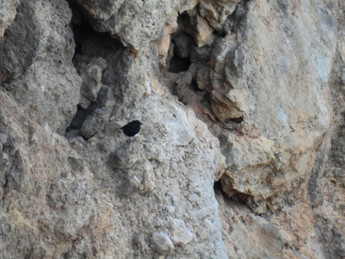 Black Wheatear - ML644778356