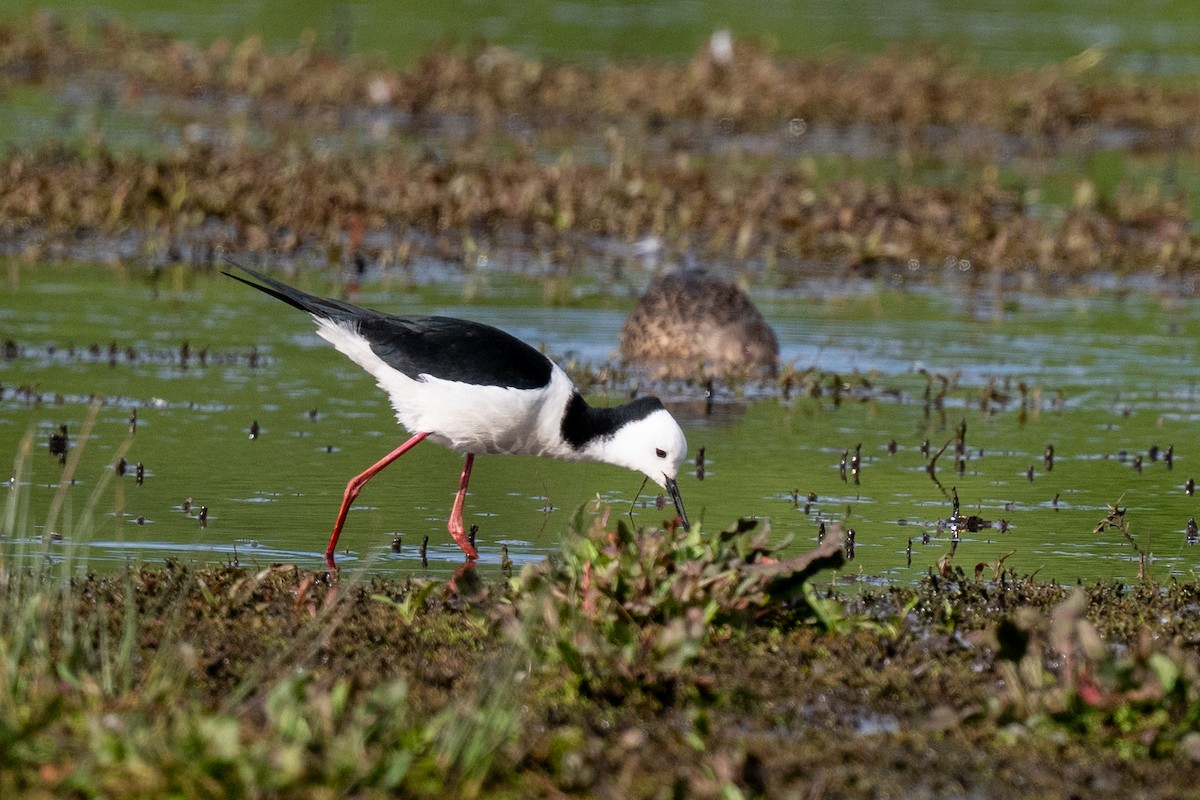 Pied Stilt - ML644778357