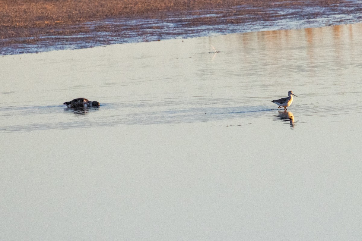 Greater Yellowlegs - ML644778358
