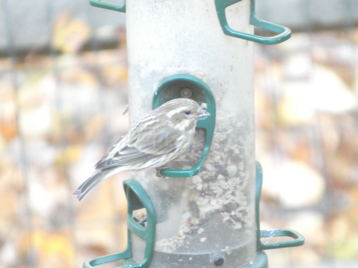 Purple Finch - ML644778359