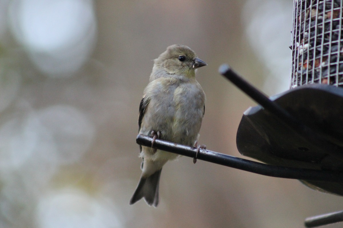 American Goldfinch - ML644778360