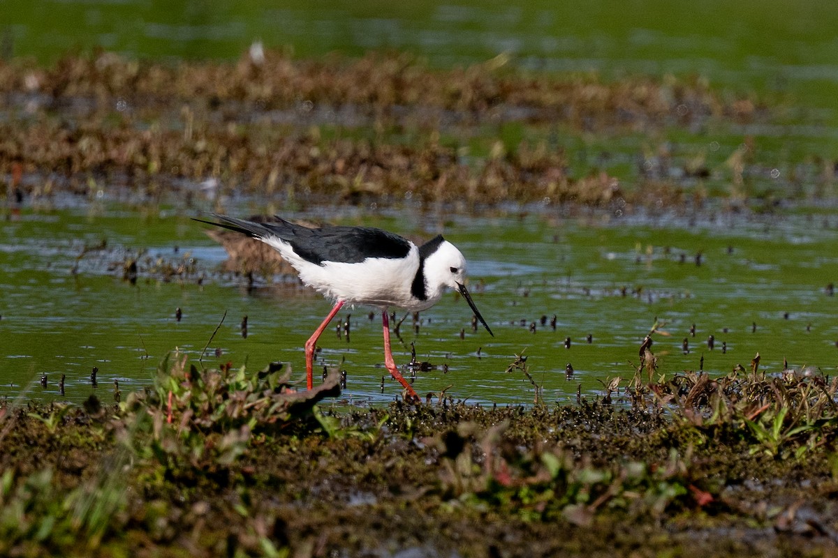 Pied Stilt - ML644778361