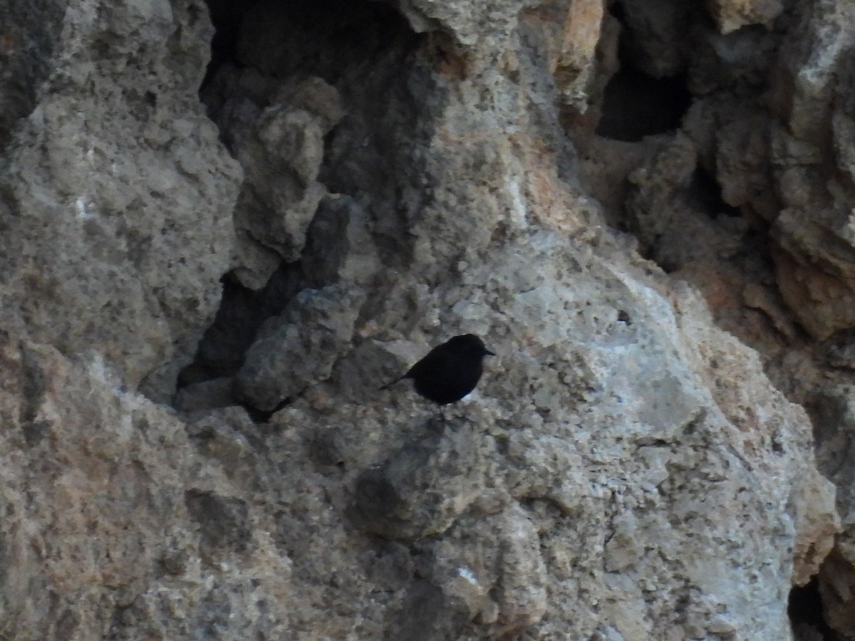 Black Wheatear - ML644778362