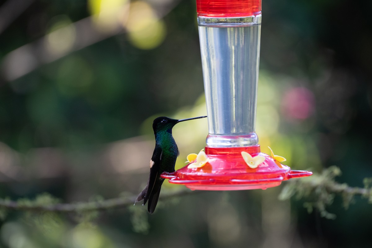 Buff-winged Starfrontlet - ML644778363