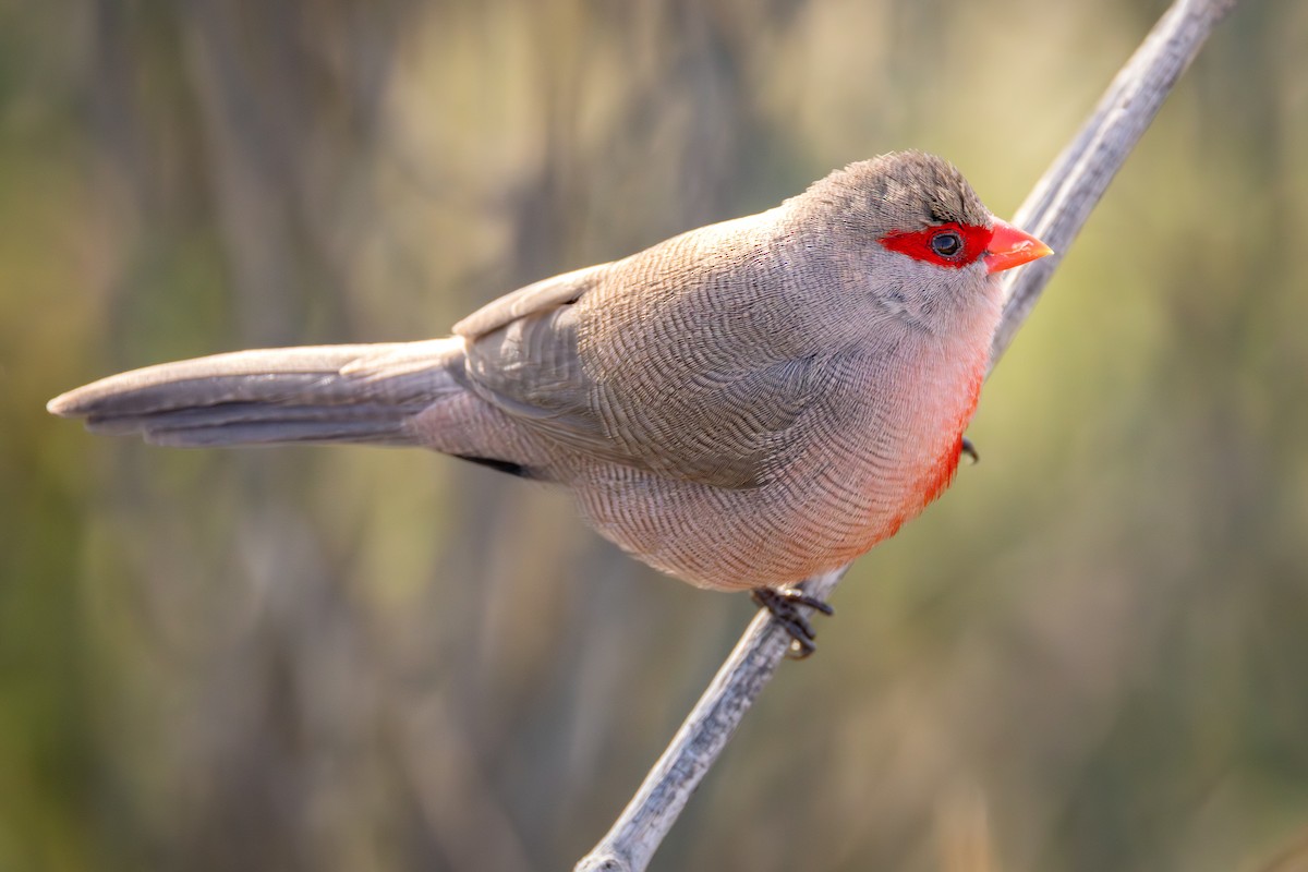 Common Waxbill - ML644778364