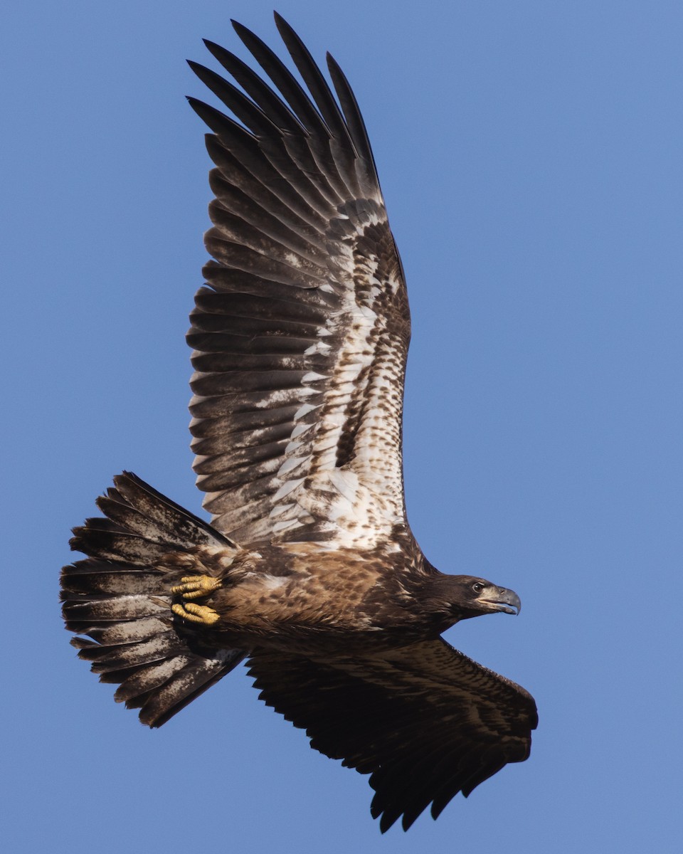 Bald Eagle - ML644778365