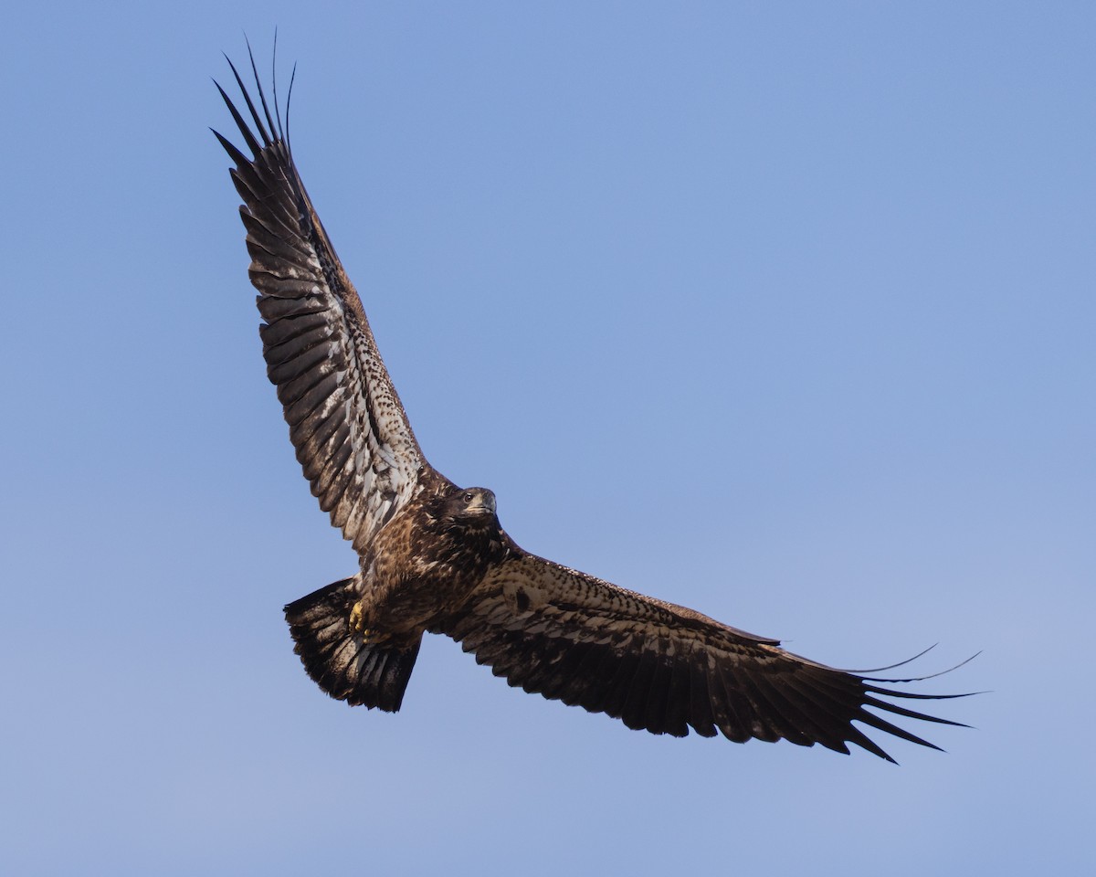Bald Eagle - ML644778366