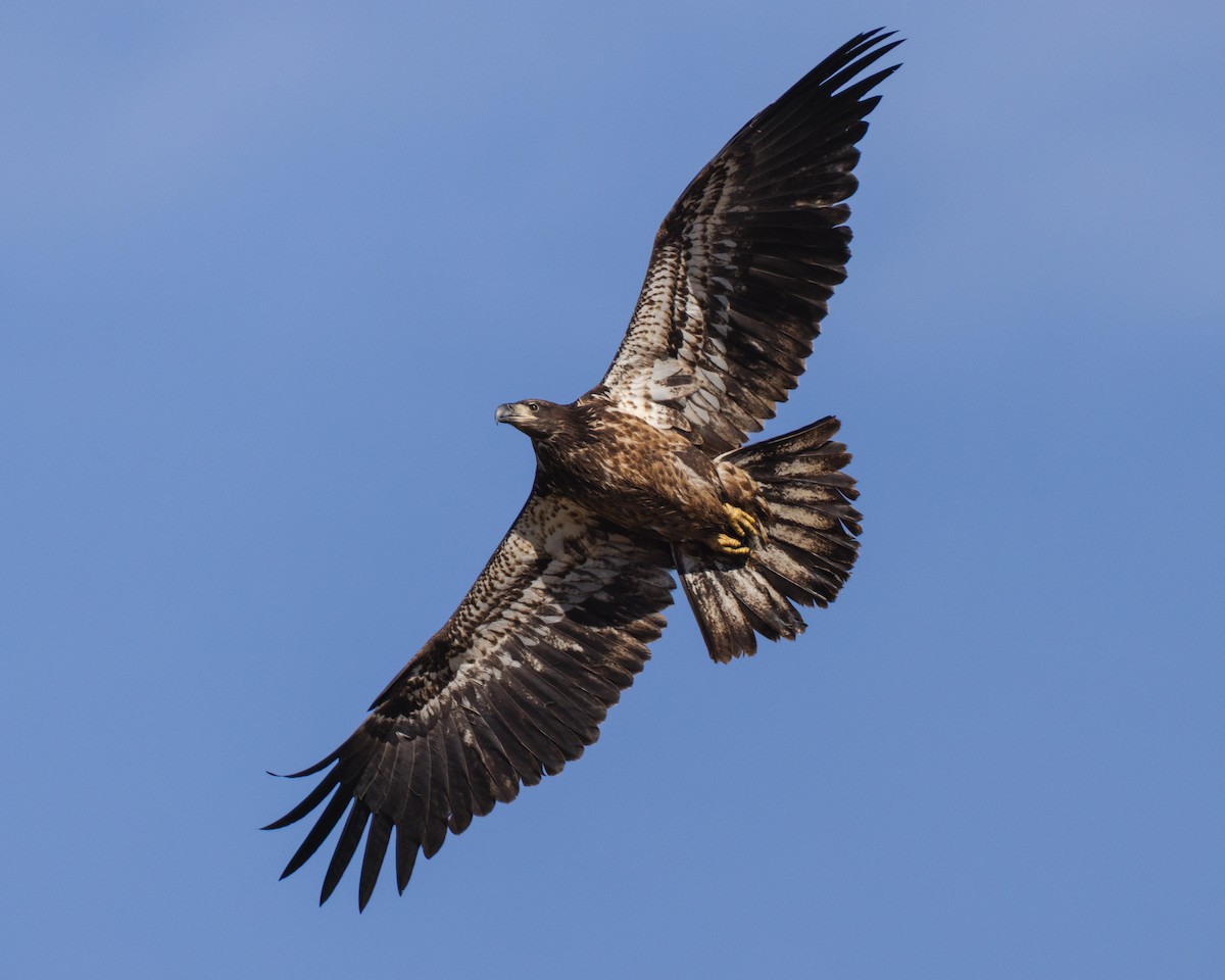 Bald Eagle - ML644778367
