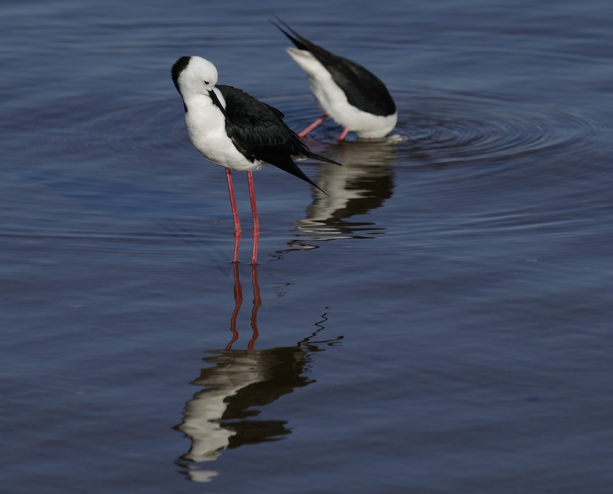 Pied Stilt - ML644778368