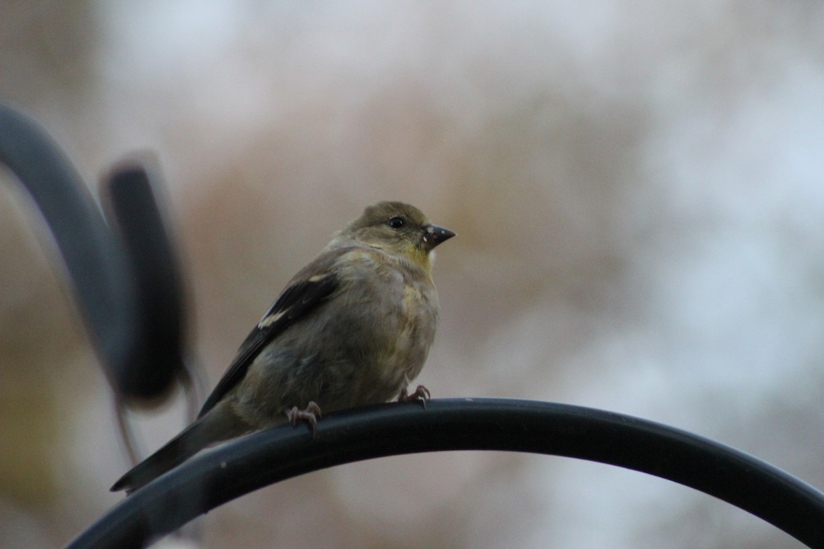 American Goldfinch - ML644778369