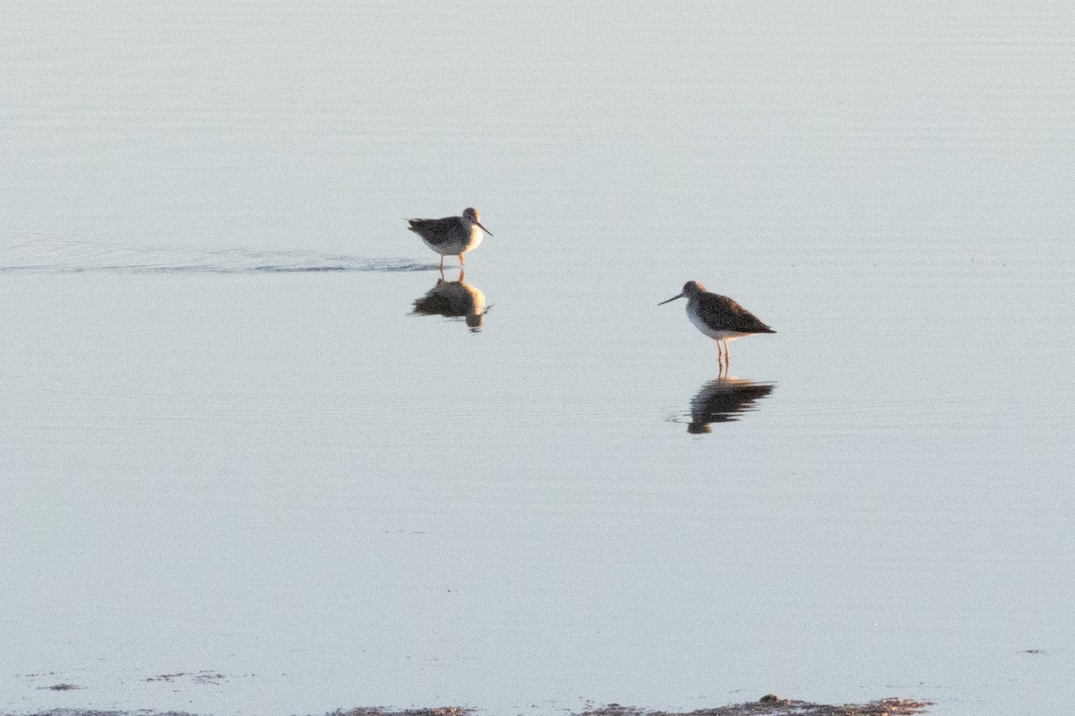 Greater Yellowlegs - ML644778370