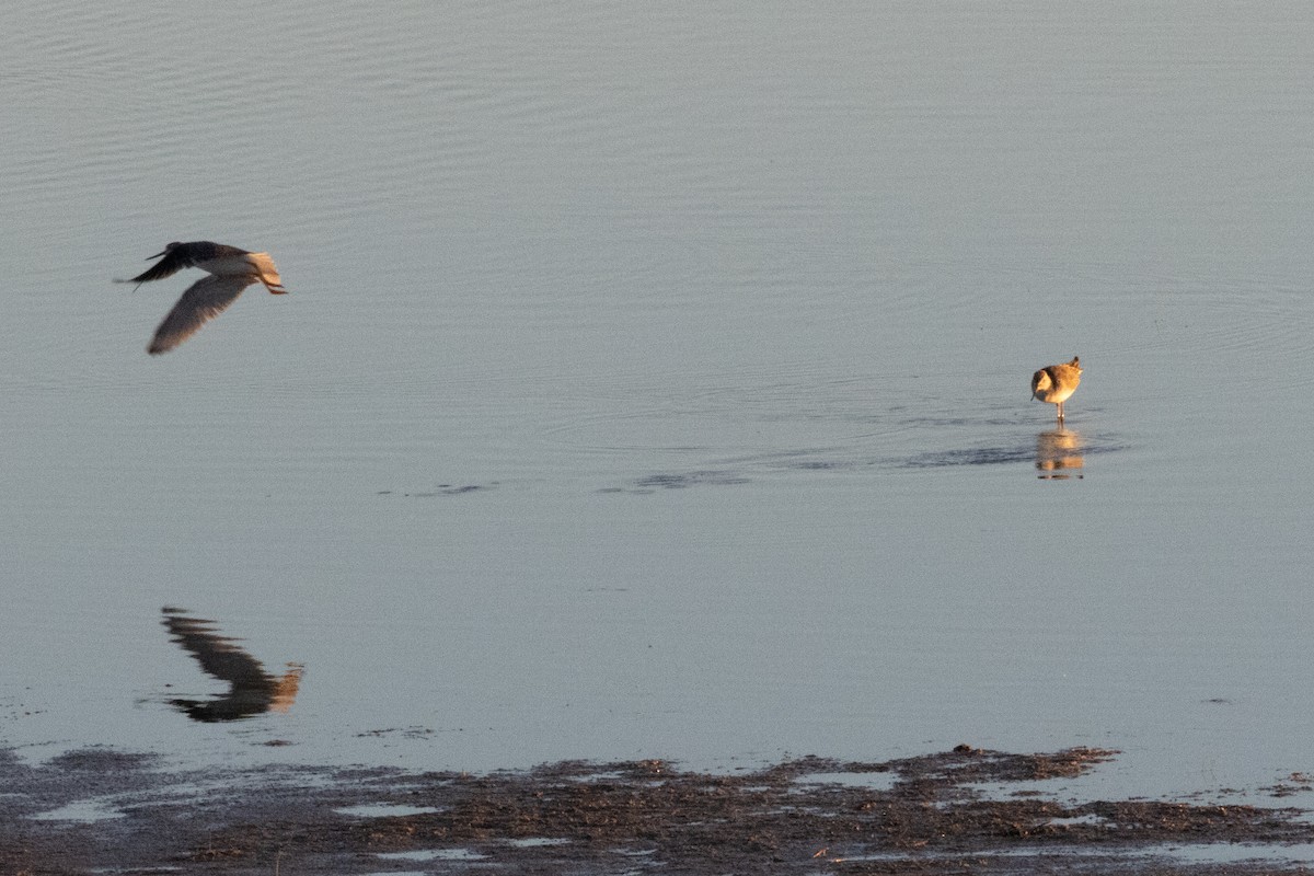 Greater Yellowlegs - ML644778371