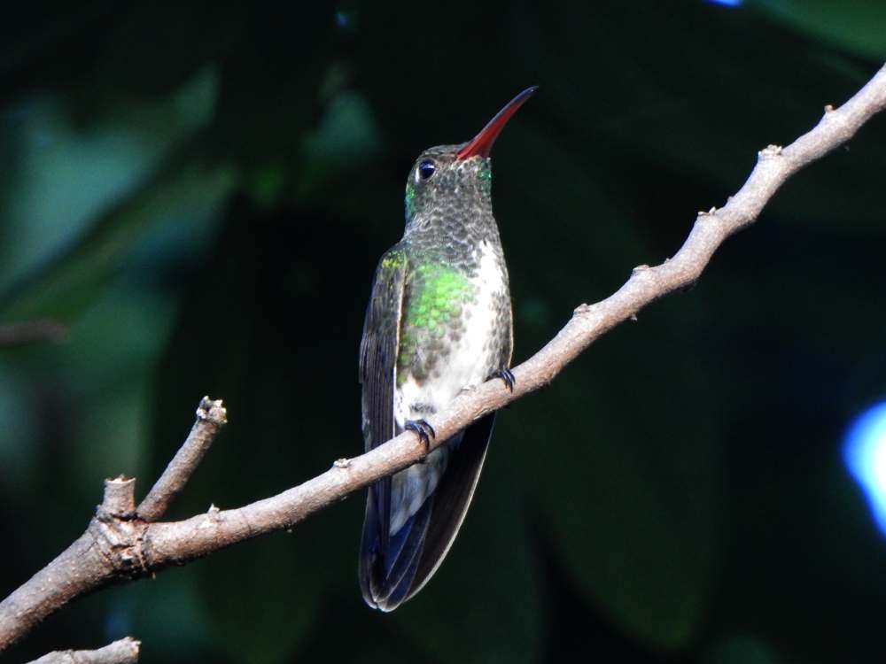 Glittering-throated Emerald - ML644778372
