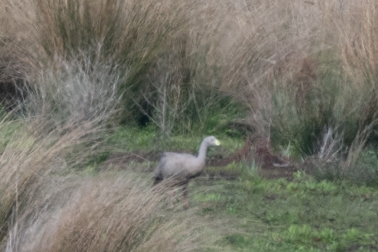Cape Barren Goose - ML644778373