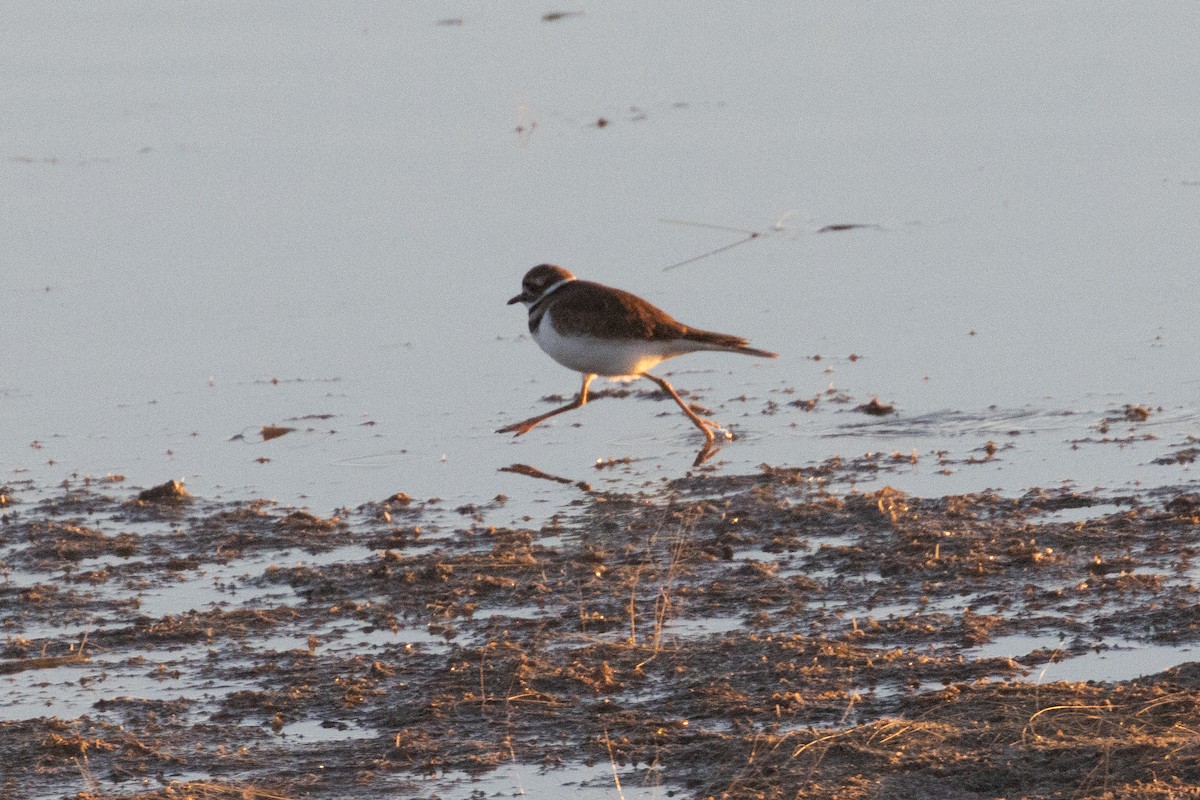 Killdeer - ML644778375