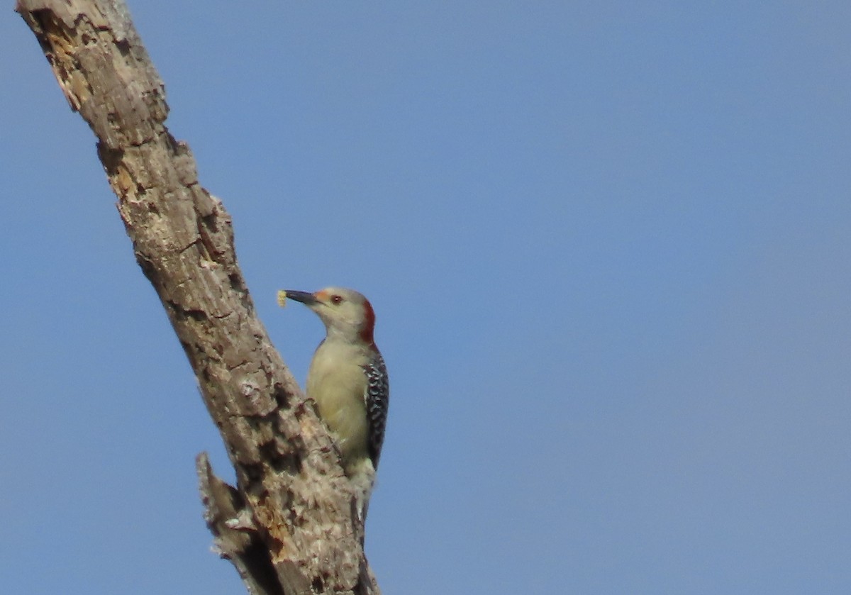 Red-bellied Woodpecker - ML644778376