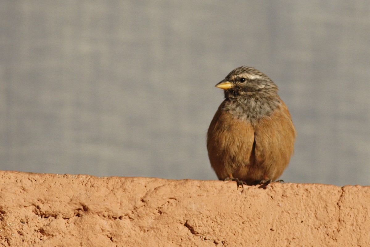 House Bunting - ML644778385