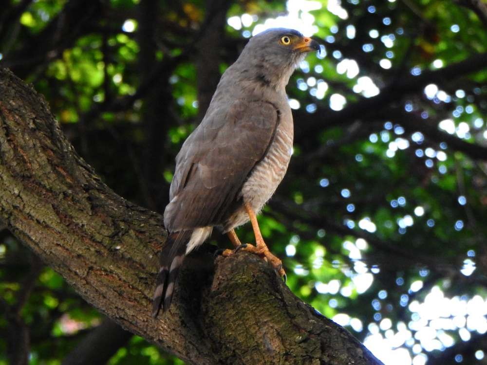 káně krahujová - ML644778386