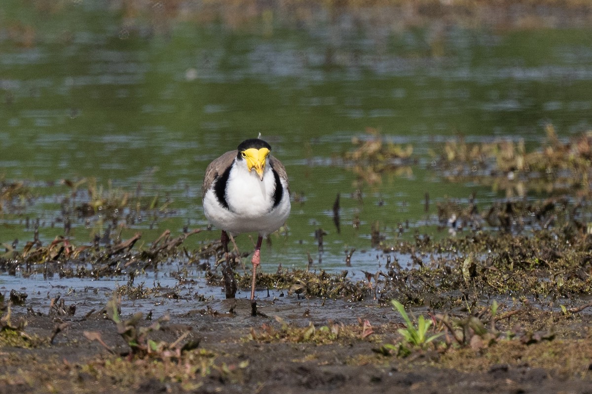 Avefría Militar - ML644778389