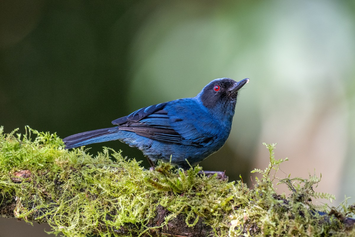 maskeblomsterborer - ML644778392