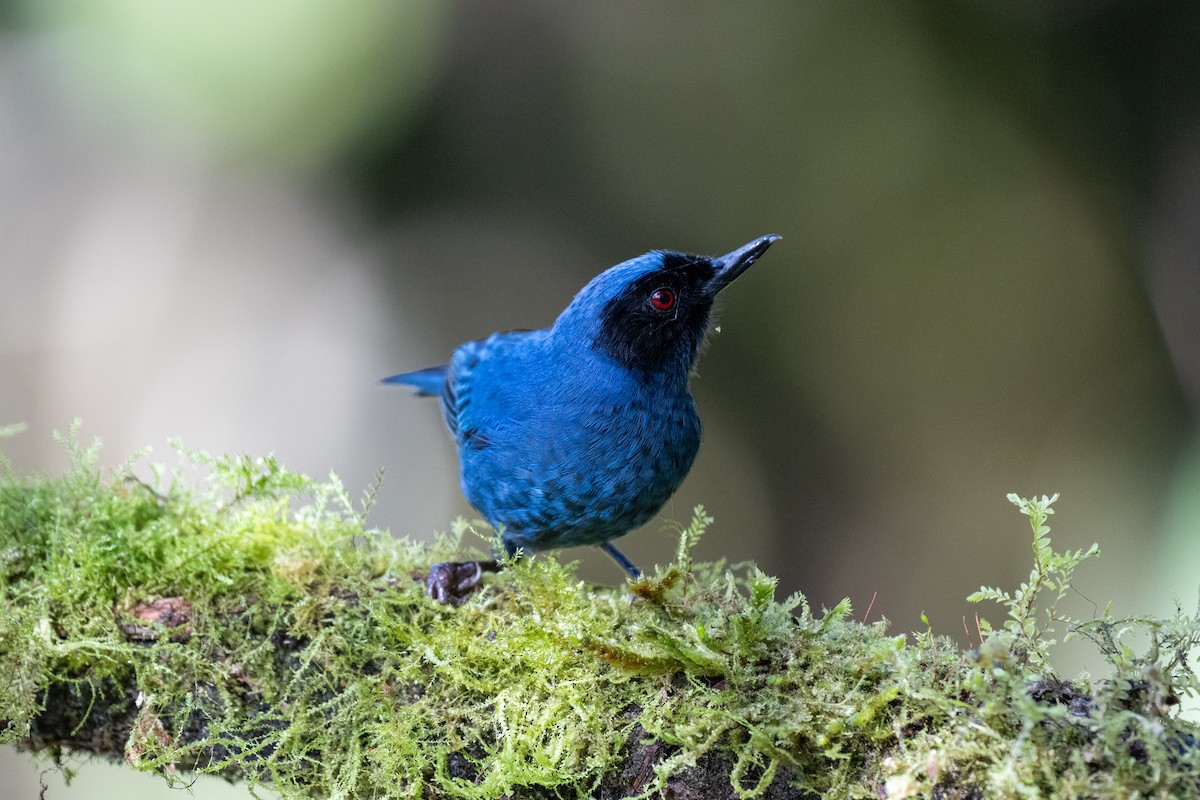 maskeblomsterborer - ML644778393