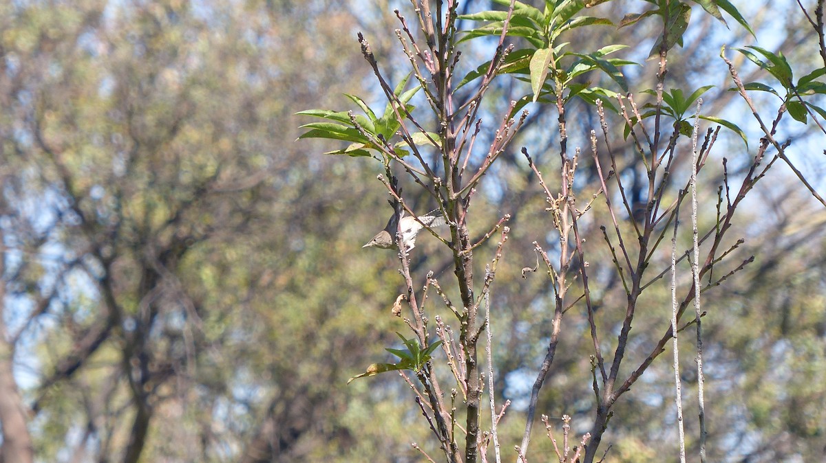 Підбуреник - ML644778396