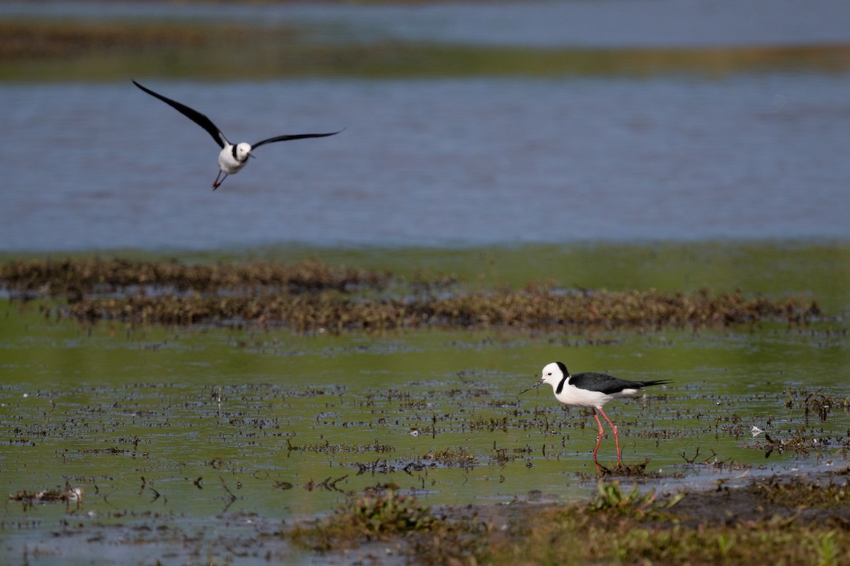 Zankaluze pintoa - ML644778397