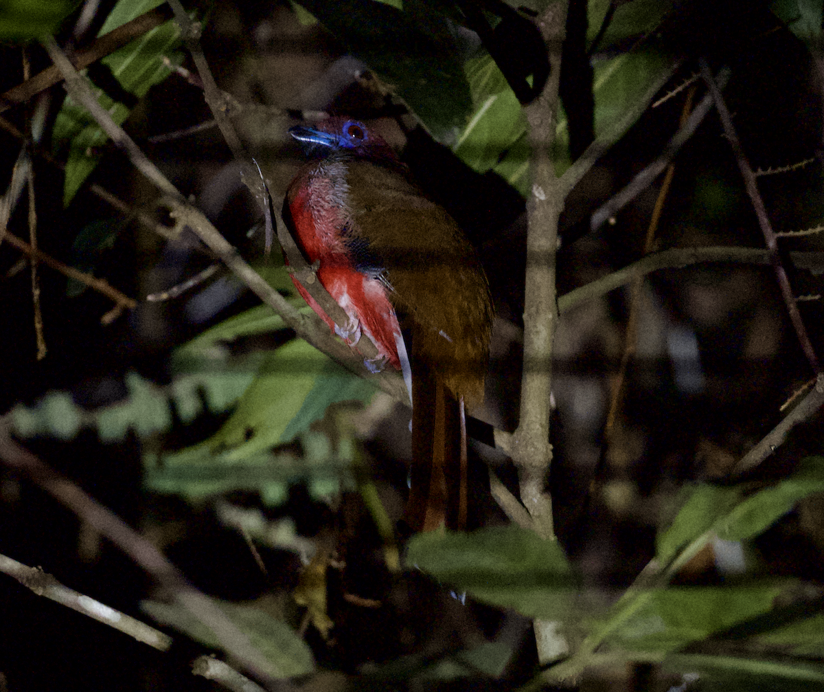 ズアカキヌバネドリ - ML644778403