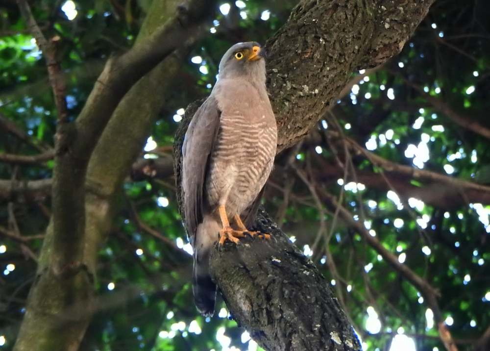 káně krahujová - ML644778406